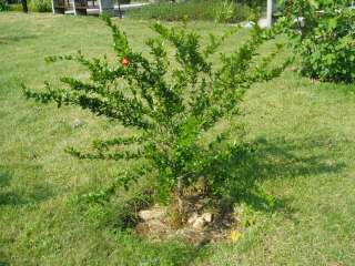 Sárospatak, Rákóczi u. 01. 26.kép.jpg Sárospatak, Rákóczi u. 01. 26.kép.jpg